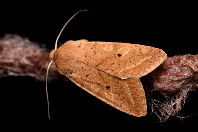 Leptologia macilenta - gyertyán-őszibagoly
