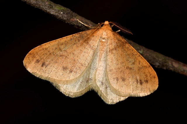 Agriopis aurantiaria - aranysárga téliaraszoló