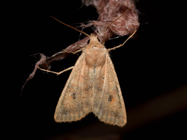 Sunira circellaris - okkersárga őszibagoly