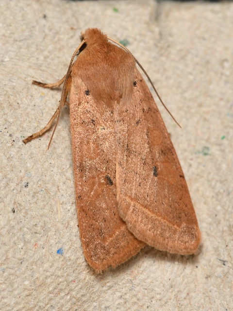 Leptologia macilenta - gyertyán-őszibagoly