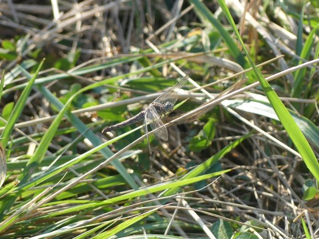 Orthetrum brunneum - pataki pásztorszitakötő