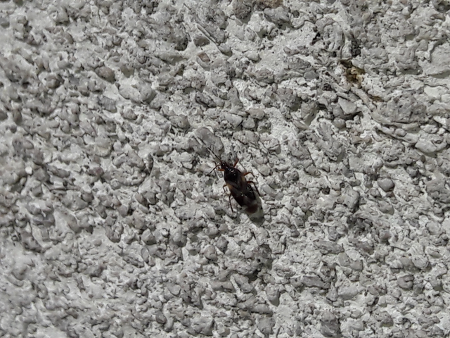 Anthocoris Anthocoris