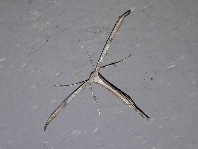 Pterophoridae - tollasmolyfélék