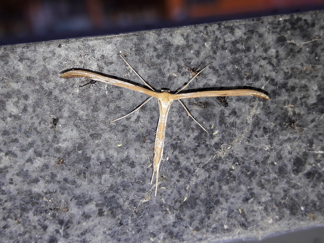 Pterophoridae - tollasmolyfélék