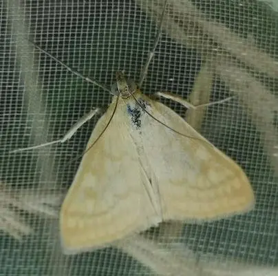 Sitochroa verticalis - világossárga dudvamoly