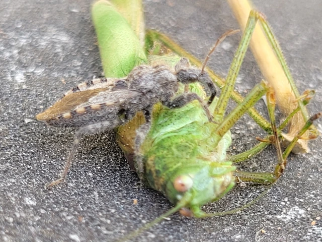 Coranus