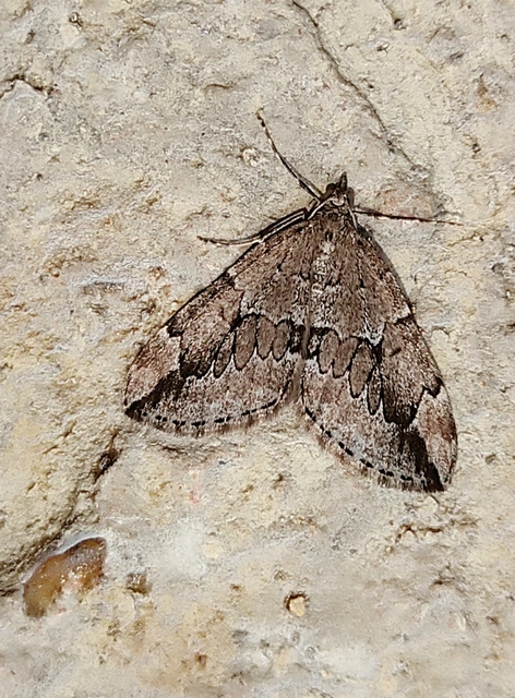 Thera juniperata - boróka-araszoló
