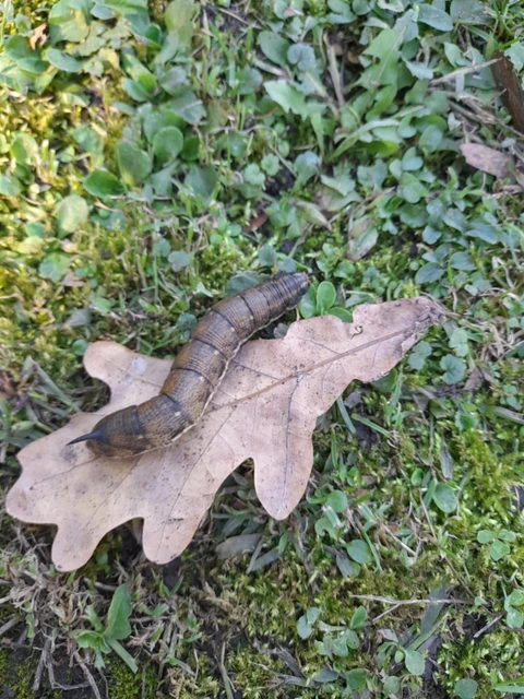 Agrius convolvuli - szulákszender