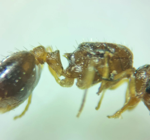 Temnothorax parvulus - apró kéreghangya