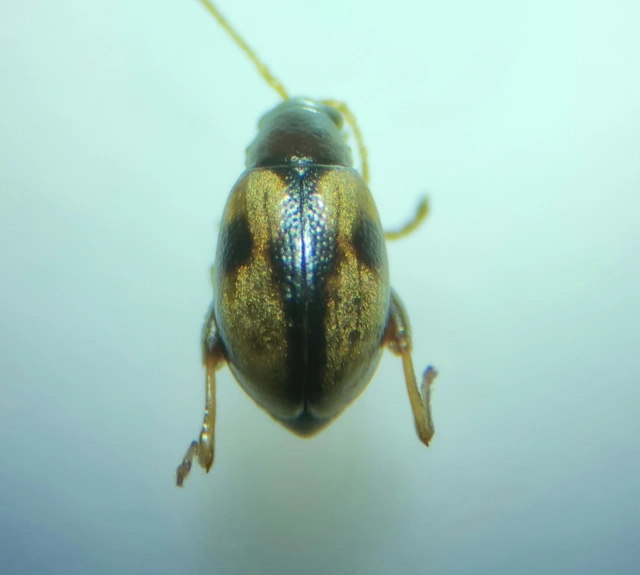Longitarsus personatus