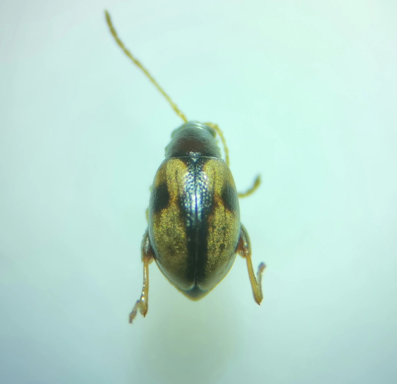 Longitarsus personatus
