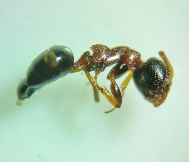 Dolichoderus quadripunctatus - négypettyes erdeihangya