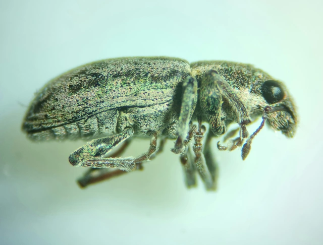 Sitona humeralis - lucerna-csipkézőbogár
