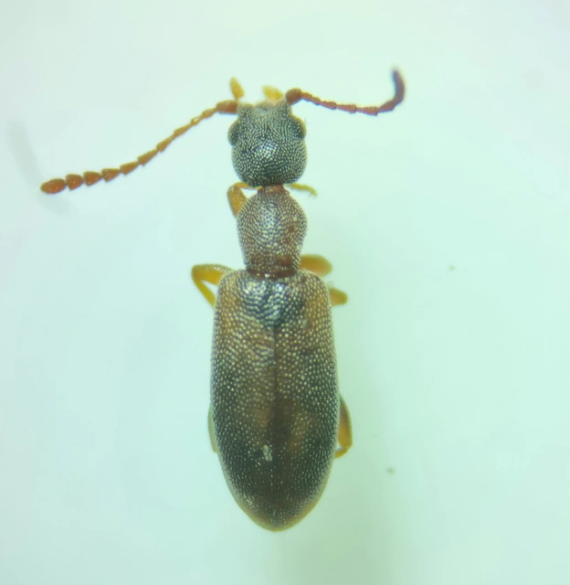Endomia tenuicollis - keskenynyakú fürgebogár