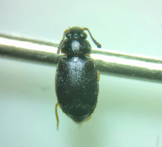 Proteinus brachypterus - közönséges sutaholyva