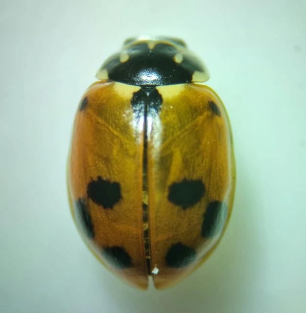 Hippodamia variegata - tizenhárompettyes katica