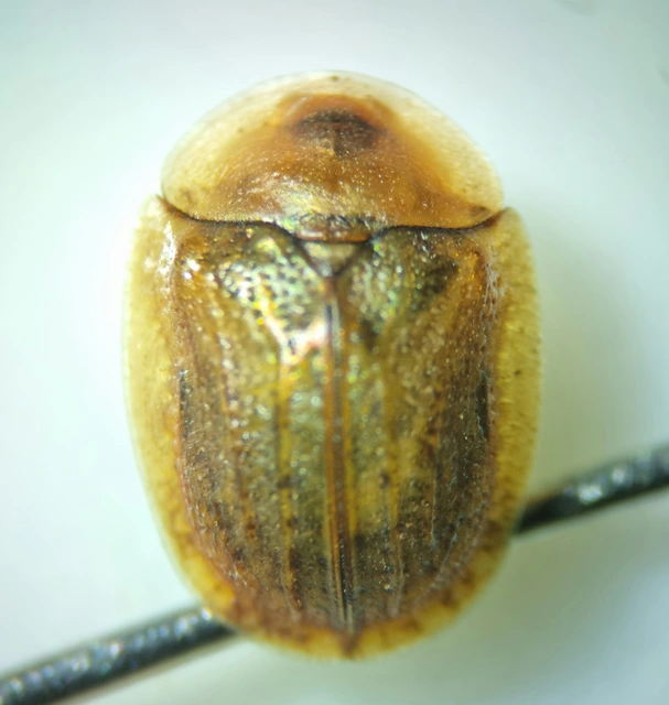 Hypocassida subferruginea - közönséges bordáspajzsbogár