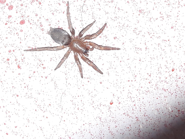 Scotophaeus