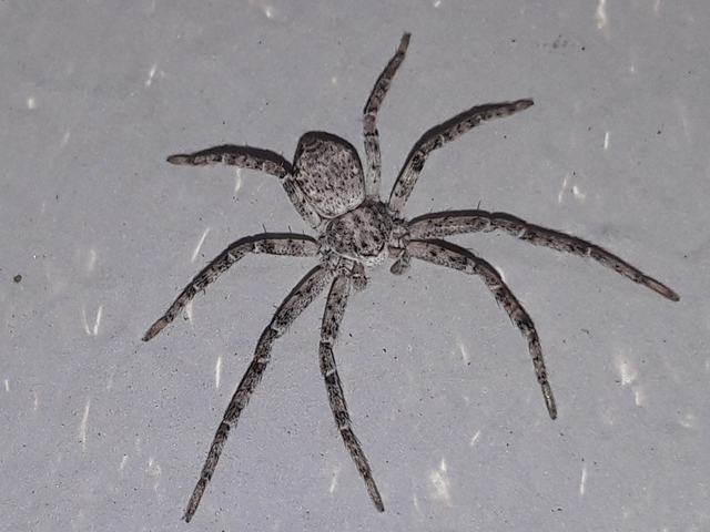 Philodromus