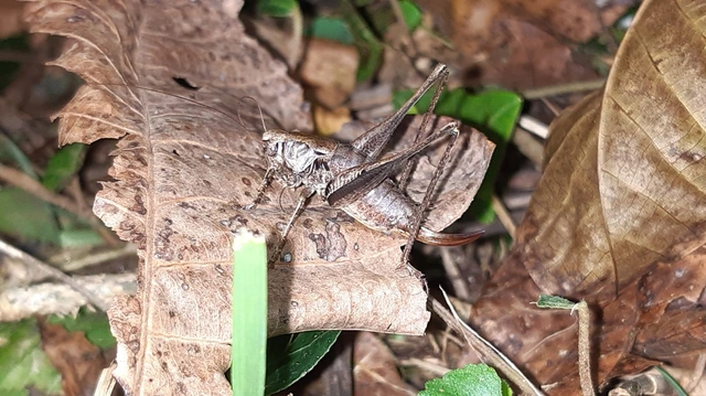 Pholidoptera griseoaptera - szürke avarszöcske