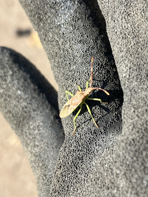 Gonocerus juniperi - boróka-karimáspoloska