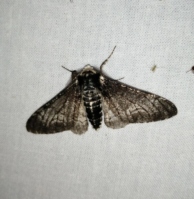 Biston betularia - szürkepettyes araszoló