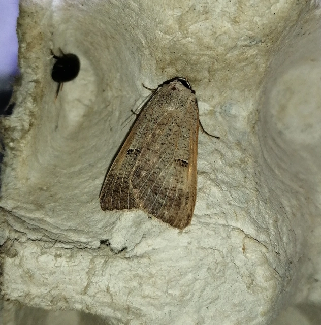 Lygephila craccae - gyakori csüdfűbagoly