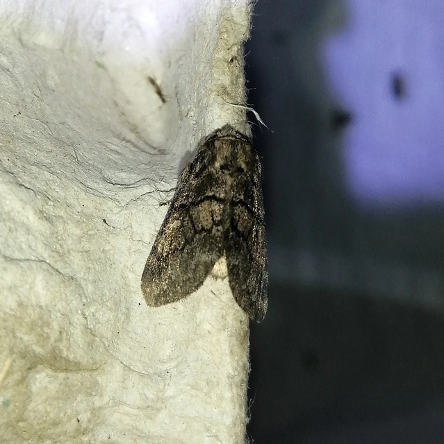 Gluphisia crenata - kormos púposszövő
