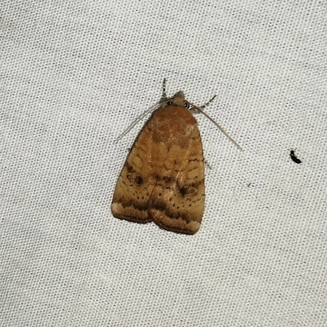 Noctua interjecta - zömök sárgafűbagoly