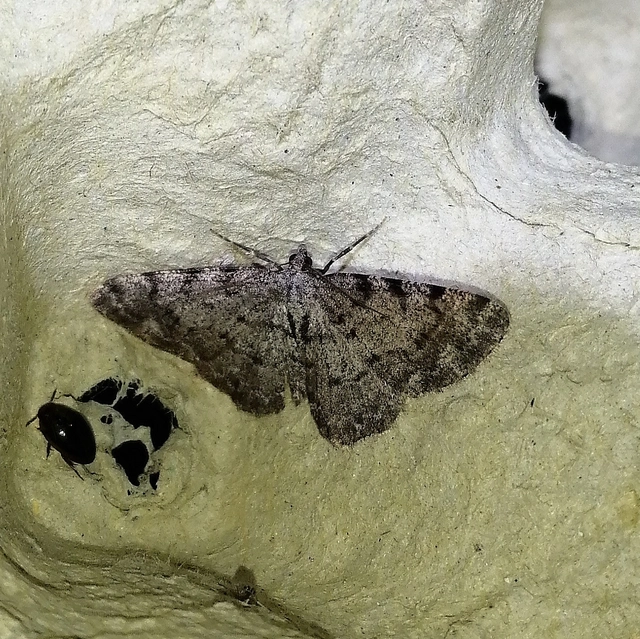 Aethalura punctulata - szürke égeraraszoló