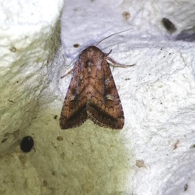 Lacanobia splendens - mocsári kertibagoly