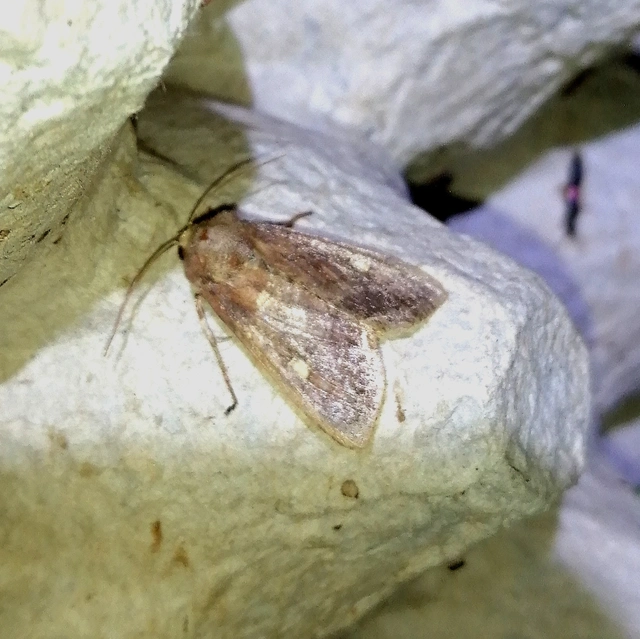Lacanobia oleracea - saláta-kertibagoly