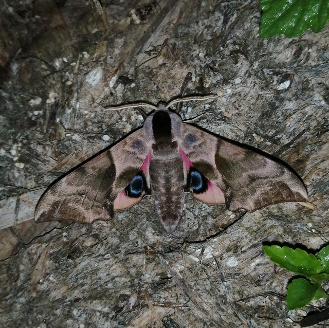 Smerinthus ocellatus - esti pávaszem
