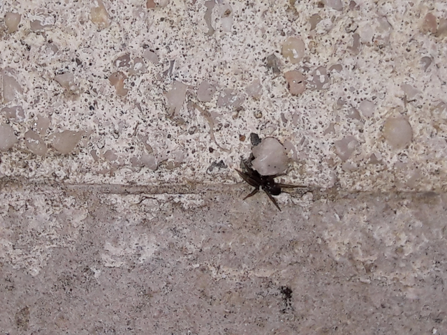 Phrurolithus
