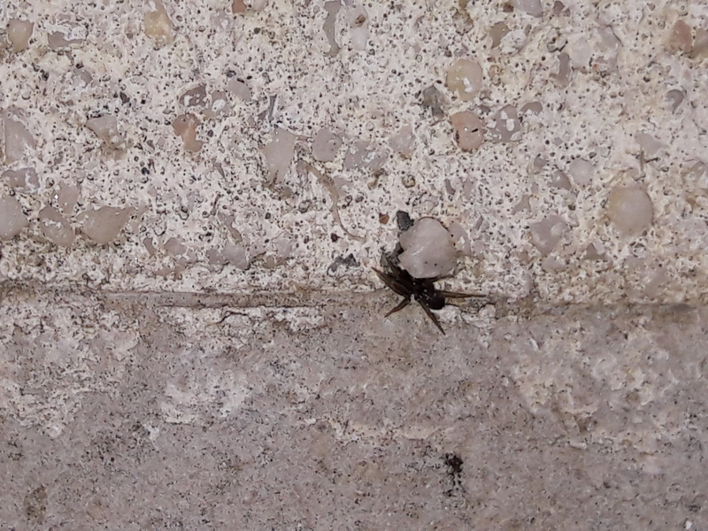 Phrurolithus