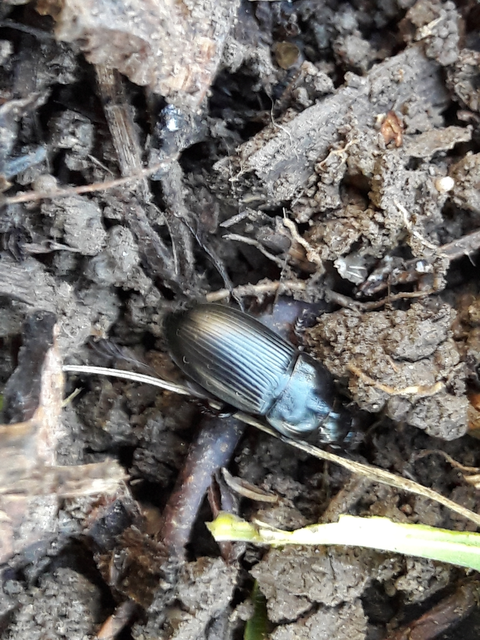Harpalus caspius - keleti lomhafutó
