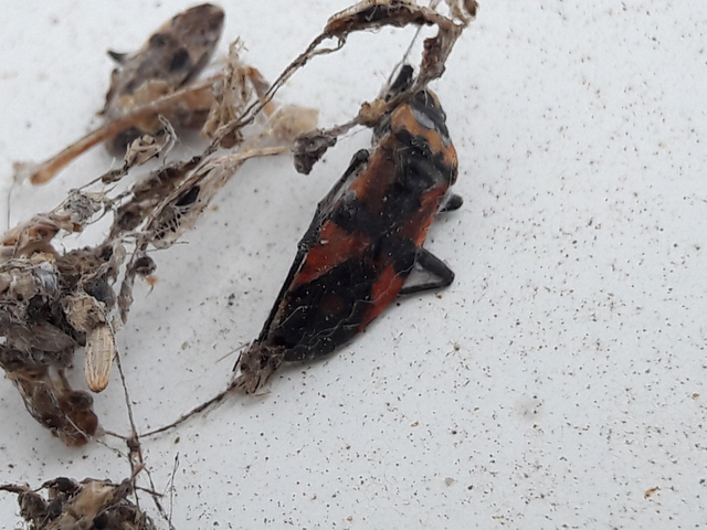 Lygaeus equestris/simulans