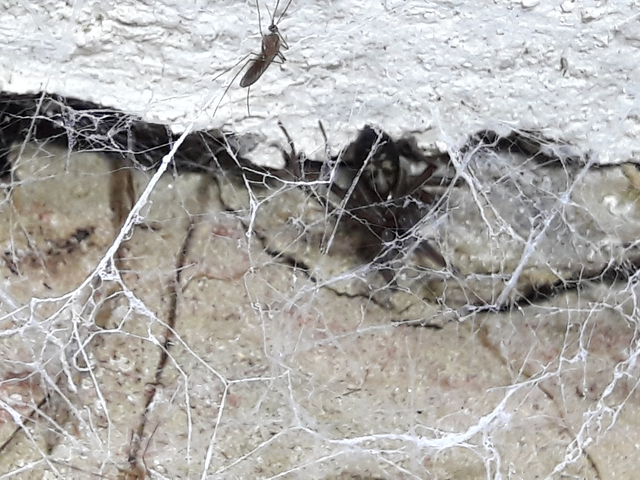 Amaurobius ferox - nagy eretnekpók