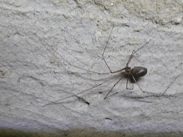 Pholcus phalangioides - nagy álkaszáspók