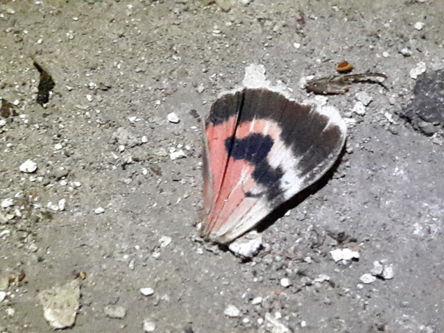 Catocala nupta - piros övesbagoly