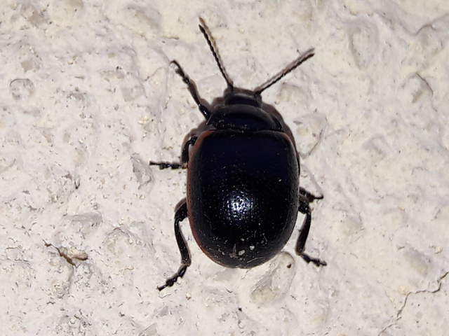 Chrysolina rossia - trapézhátú szegélyeslevelész