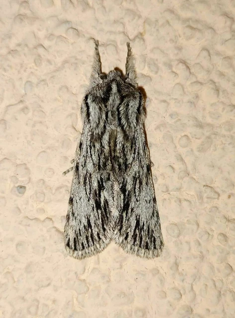 Asteroscopus sphinx - csillagnéző bundásbagoly