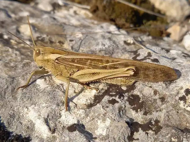 Locusta migratoria - keleti vándorsáska