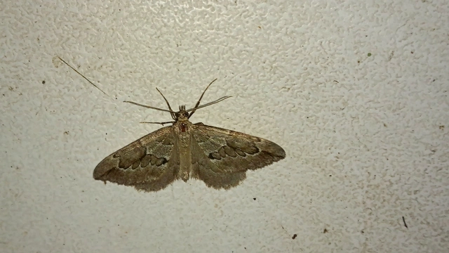 Thera juniperata - boróka-araszoló