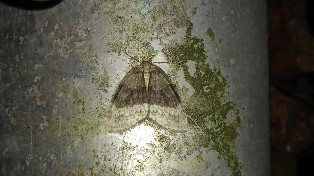 Epirrita