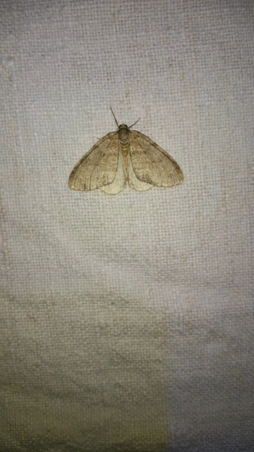 Epirrita christyi/dilutata
