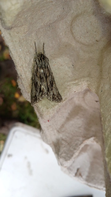 Asteroscopus sphinx - csillagnéző bundásbagoly