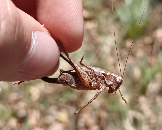 Pholidoptera griseoaptera - szürke avarszöcske