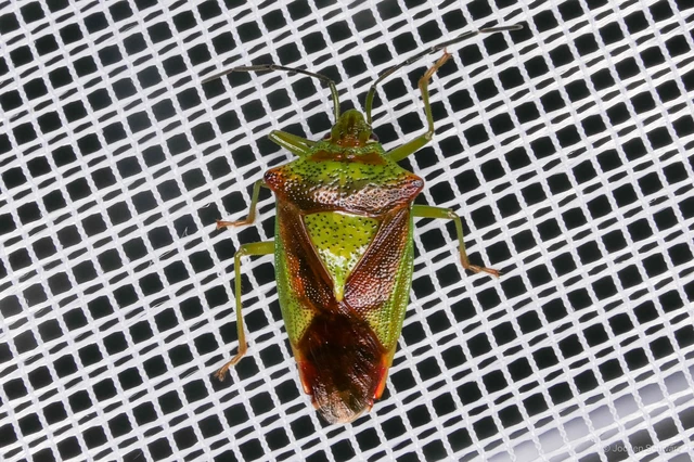 Acanthosoma haemorrhoidale - nagy dajkapoloska Acanthosoma haemorrhoidale - nagy dajkapoloska