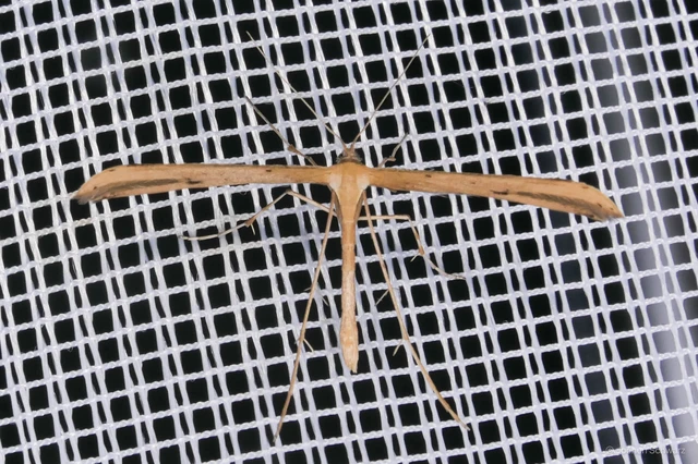 Pterophoridae - tollasmolyfélék